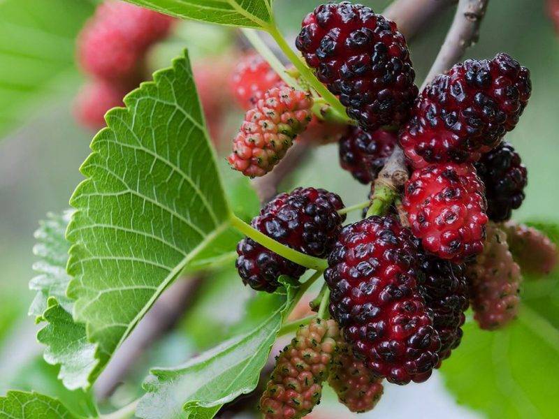 Шелковица купить саженцы из питомнике в Гудермесе