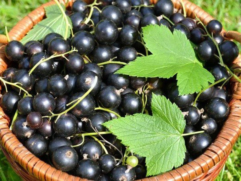 Смородина купить саженцы из питомника в Гудермесе