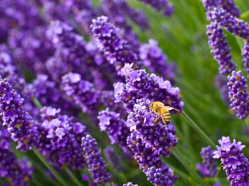 Лаванда купить саженцы из питомника в Гудермесе