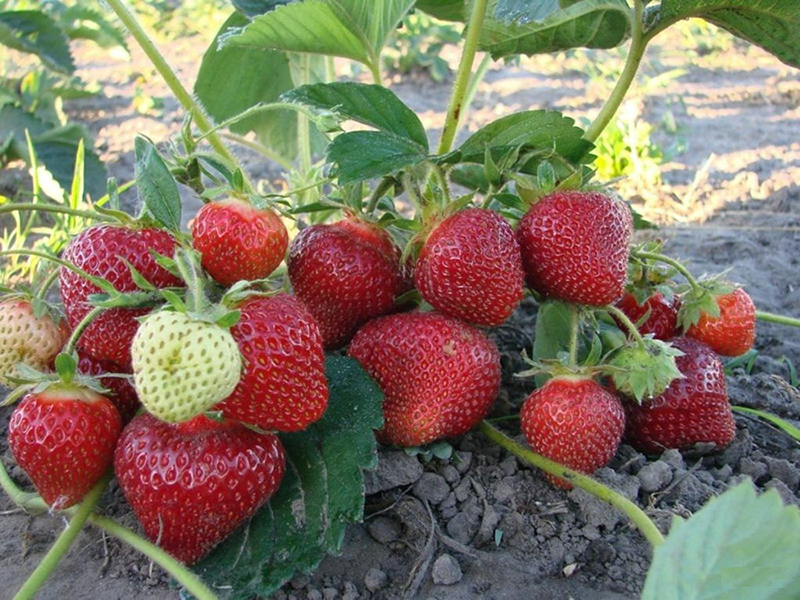 Клубника купить саженцы из питомника в Гудермесе