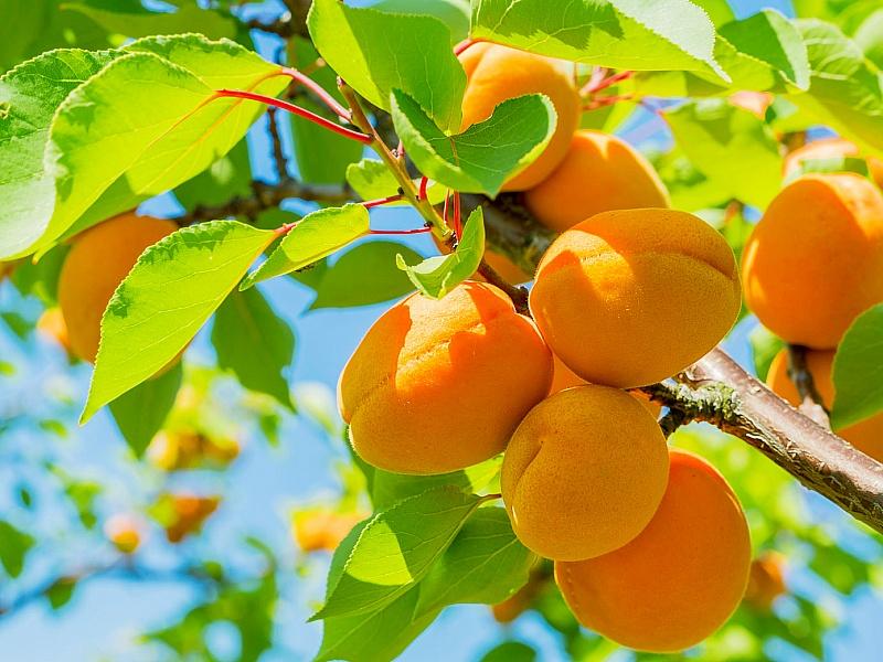 Абрикос купить саженцы из питомнике в Гудермесе