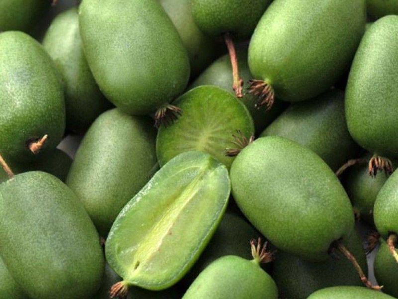 Актинидия купить саженцы из питомнике в Гудермесе