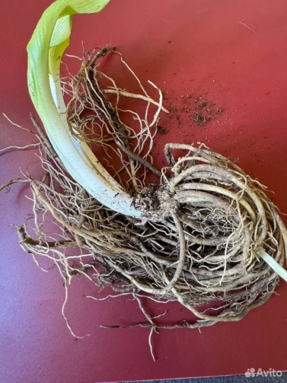 Хоста "АЙВОРИ КОСТ"
