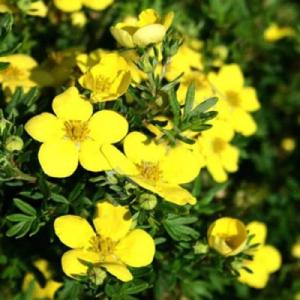 Лапчатка "БЕЛЛА ЛИНДСИ" (стакан Р9)