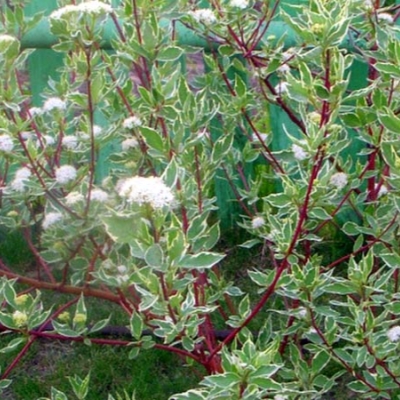 Дерен "КАРАНТУС" (стакан Р9)