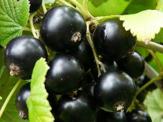 Смородина "ДОБРЫНЯ"