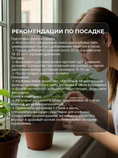Клубника для подоконника Розовая мечта 6 Саженцев
