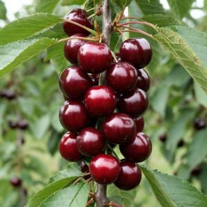 Вишня колоновидная "КОРОЛЕВА" поздняя